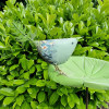 Pique oiseau bleu à motif sur sa feuille verte