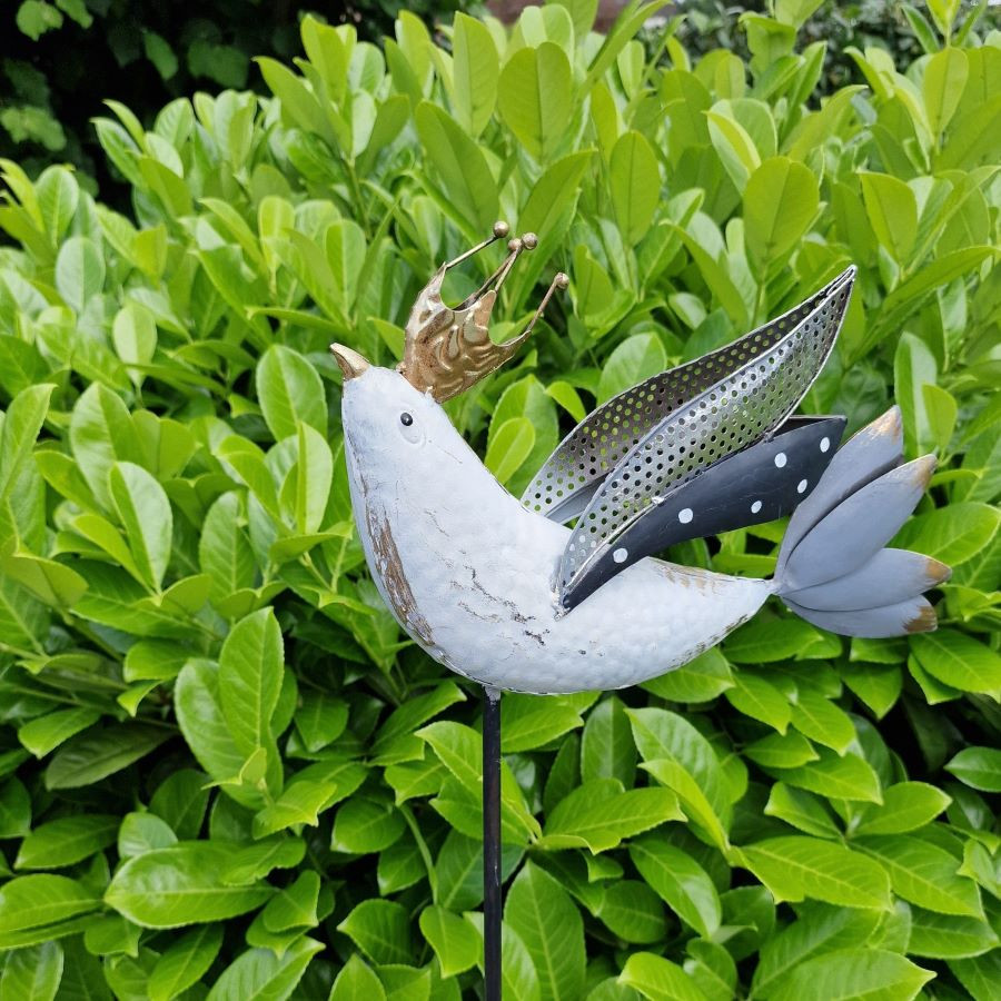 Pique oiseau blanc à couronne