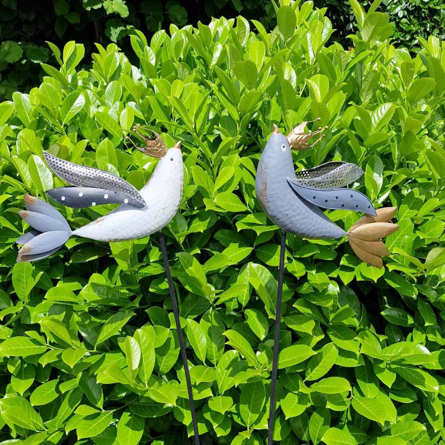 Pique oiseau blanc à couronne